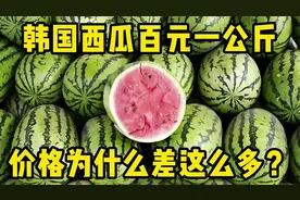 中国西瓜几毛一斤，韩国西瓜百元一公斤，价格为什么差这么多？视频封面
