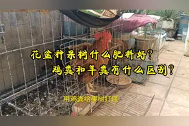 花盆种果树什么肥料好？鸡粪和羊粪有什么区别？视频封面