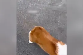 车主要求狗主擦轮胎尿记遭拒后砸狗