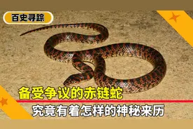 备受争议的赤链蛇，究竟有着怎样的神秘来历
