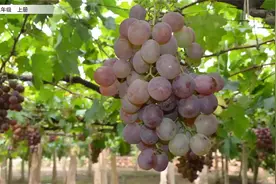 七彩云课堂-语文-2上-11 葡萄沟【预习指南】