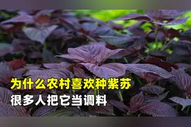 农村人都喜欢种紫苏，紫苏到底有什么用，看完涨知识了视频封面