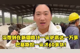 没想到在新疆喀什一头驴高达一万多，巴基斯坦一头才60多块！