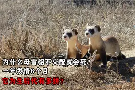 为什么母雪貂不交配就会死？一年发情6个月，为后代它有多拼？
