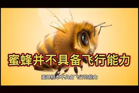 蜜蜂量子飞行颠覆人类认知：北理工破解百年科学漏洞 #科普一下