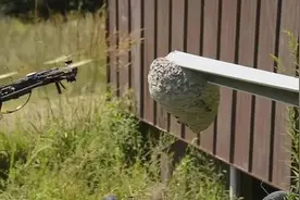 男子用无人机摧毁马蜂窝，马蜂立马包围无人机，画面太精彩了