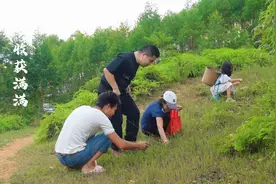 全家出洞上山摘捻子，没想到意外收获一堆独脚金，真是收获满满视频封面
