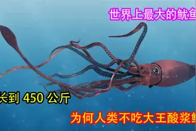世界上最大的鱿鱼，能长到450公斤为何，人类不吃大王酸浆鱿视频封面