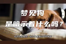 梦见狗是什么预兆？周公解梦告诉你答案！视频封面