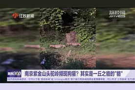 南京紫金山头驼岭频现狗獾？其实是一丘之貉的“貉”