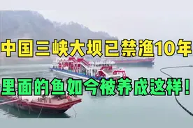 中国三峡大坝已经禁渔整整10年！没想到里面的鱼如今被养成这样！视频封面