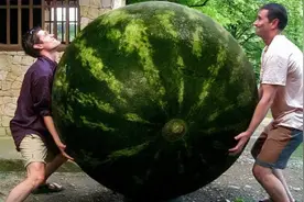 世界最大西瓜，300多斤和猪有的一拼，切开一看都笑了视频封面