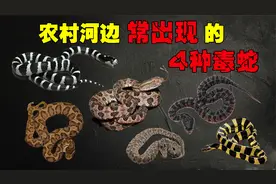 农村河边常出现的4种毒蛇，你认识多少？被它们咬伤后会怎样呢？视频封面