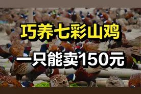 90后小伙巧养七彩山鸡，一只鸡能卖150元，年收入达200万元！视频封面