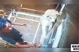 牵狗绳被卡电梯门缝，狗被高高吊起来，接下来狗主人一顿操作绝了视频封面