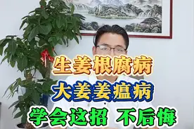 大姜根腐病、茎基腐病，生姜姜瘟烂脖子如何有效防治？视频封面