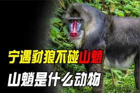 “宁遇豺狼不碰山魈”，山魈是什么动物，它究竟有多可怕