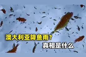 澳大利亚下“鱼雨”，大鱼随暴雨从天而降，真相没这么简单视频封面
