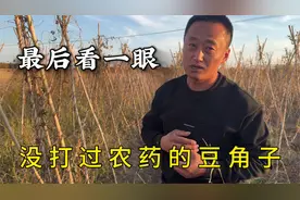 看最后一眼我的老品种紫花油豆角