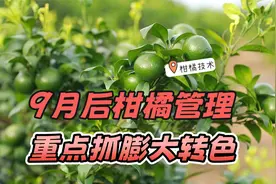 进入9月后，柑橘重点抓膨大转色，营养着色方案用“渔美荏”方案视频封面