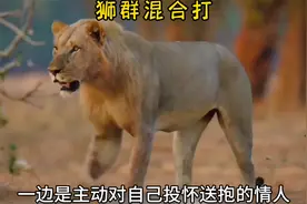 公狮金屋藏娇，为了情人对女神大打出手，两支狮群拉开了生死之战视频封面