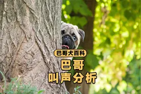 巴哥不同叫声的含义，90%的人不知道！