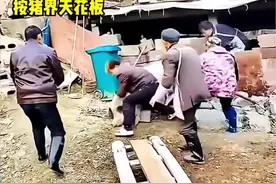 过年抓猪名场面画面一度陷入混乱不可控制 ！#农村搞笑视视频封面