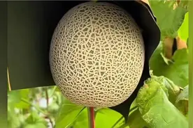 哈密瓜纹路大揭秘！原来它也爱“凹造型”！