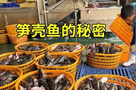 笋壳鱼的秘密，淡水鱼界的美味天花板视频封面