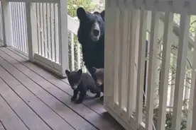 男子几年前救助的黑熊，如今拖家带口来看望，动物也有报恩的心视频封面