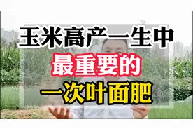 玉米喷上它棒打饱满不秃头视频封面