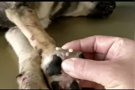 狗狗全身被马蝇幼虫寄生，治疗过程令人解压