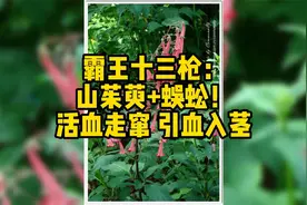 霸王十三枪：山茱萸+蜈蚣！活血走窜，引血入茎