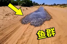 沙漠中突然出现怪异鱼群，网友们议论纷纷，3种怪异现象