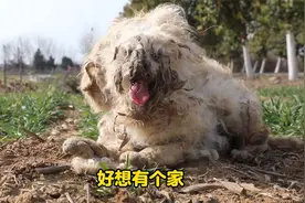 值数千元的品种比熊狗狗遭遇遗弃，流浪后艰难求生，变得惨不忍睹视频封面