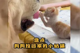 盘点被狗狗捡回家的小奶猫视频封面