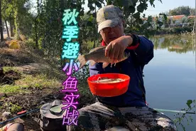 秋天小杂鱼闹得凶，窝里明明有鲫鱼就是钓不到？一招解决！视频封面