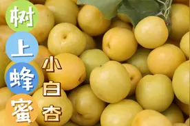 新疆“白色蜂蜜”轮台小白杏，每颗亲手采摘，一年只有20天能吃上视频封面