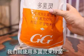 家庭养花植物叶片长了真菌病害怎么办？园艺师教你，使用多菌灵