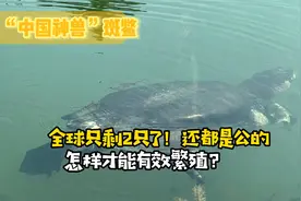 全球只剩2只了！还全都是公的，“中国神兽”怎样才能有效繁殖？视频封面