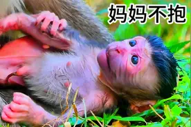 猴妈不抱娃，出生两天的孩子被妈妈放地上，猴宝自己抱自己视频封面