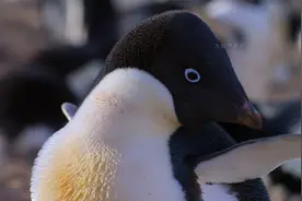 动物世界：企鹅老六的一天生活