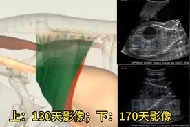 母马配种130天-170天的马用b超机影像视频封面