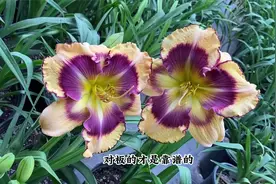 8盆大花萱草几百块，今年养好入夏就开，开花绝对壮观视频封面