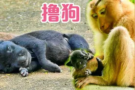 母猴得到了一只新生狗崽，爱不释手视频封面
