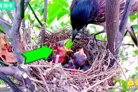 鸟妈妈捕捉回很多大昆虫，鸟宝宝狂吞下去，感觉它就要被噎死了！视频封面