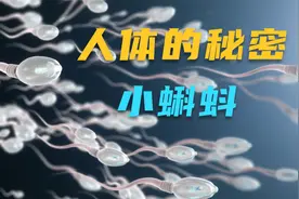 人体的秘密-小蝌蚪，原来我们都是最优秀，你知道吗？