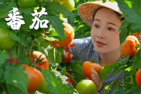 番茄——蔬菜界的白月光，水果界的意难平