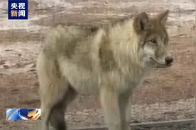 可可西里讨食的野狼被喂成了“肥狼”（ 央视新闻）