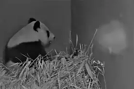 旅居荷兰大熊猫“武雯”又生娃啦 监拍：幼崽叫声洪亮被一口叼住
